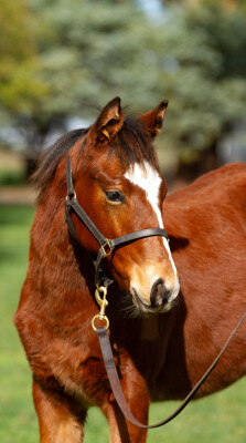 Lot 19: Lofty Strike / In Fashion (NZ)