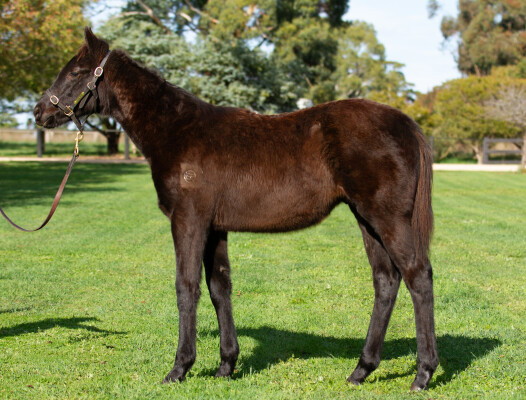 Lot 67: Shamus Award / Look Out Baby (USA)