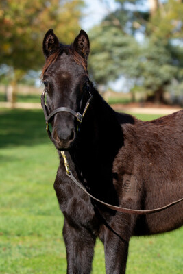 Lot 67: Shamus Award / Look Out Baby (USA)