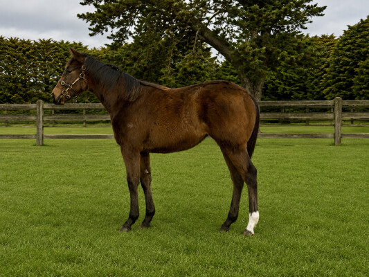 Lot 78: Flying Artie / Maggie's Girl
