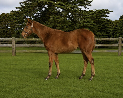 Lot 125: Farnan / Only Love (NZ)
