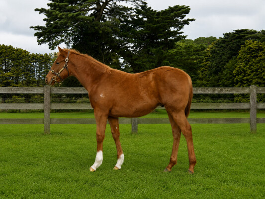 Lot 188: King Colorado / Slippery Rose (USA)
