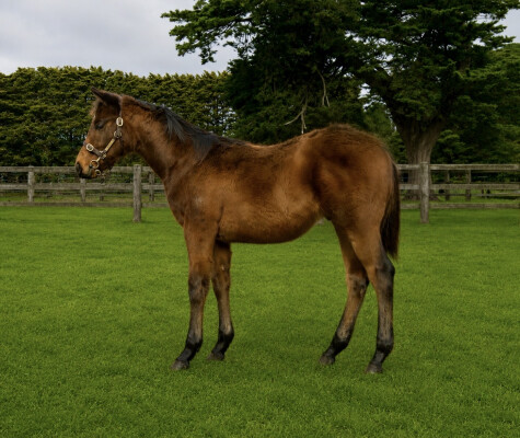Lot 328: Royal Meeting (IRE) / Becalmed