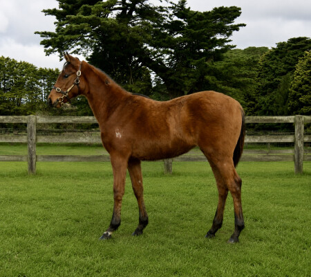 Lot 335: Shamus Award / Bizz Kelly