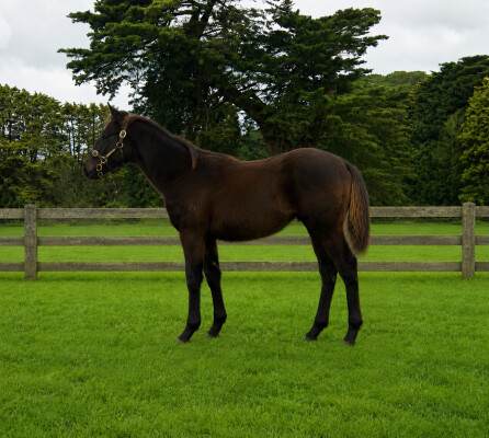 Lot 354: Shamus Award / Chardonnay