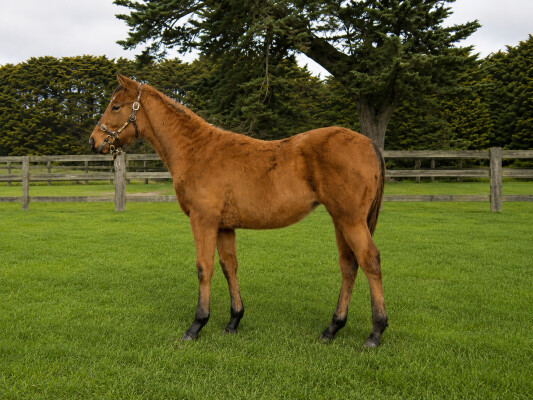 Lot 371: King's Legacy / Crumble (NZ)