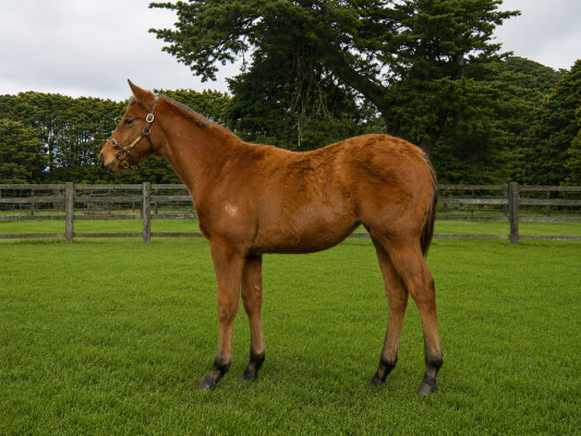 Lot 418: Fierce Impact (JPN) / Gagliano