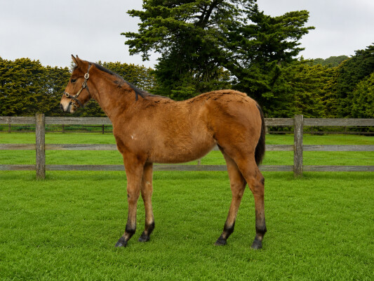 Lot 428: Farnan / Golden Years