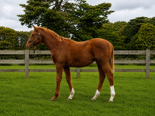 Lot 415: King Colorado / French Boss