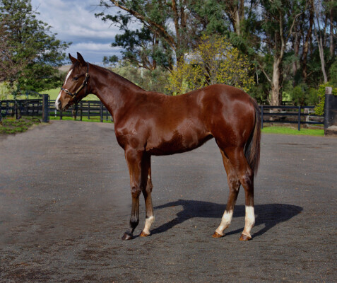Lot 382: Spirit of Boom / Discretely Aliesha