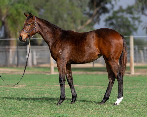 Lot 296: Ozzmosis / Aim for Perfection
