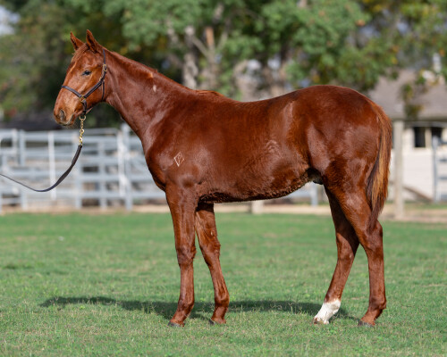 Lot 321: All Too Hard / Awasita