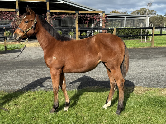 Lot 85: Home Affairs / Meu Amor (FR)