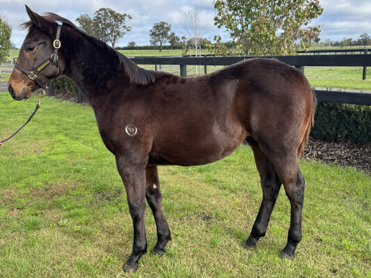 Lot 53: Cylinder / Lake Lonhro