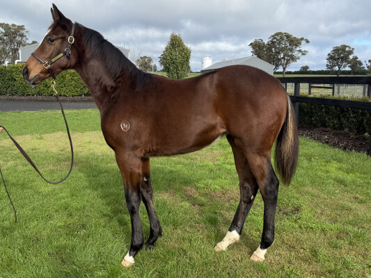 Lot 132: Lofty Strike / Petronilla