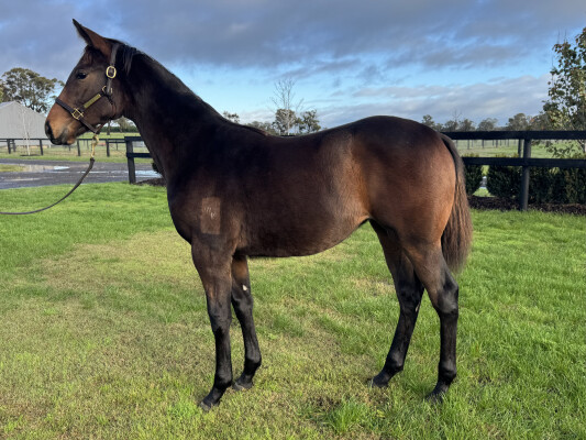 Lot 197: Star Witness / Somsense