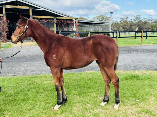 Lot 407: Toronado (IRE) / Fleetwood Maca (NZ)