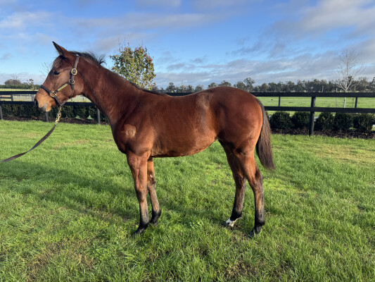 Lot 433: Toronado (IRE) / Miss Mo