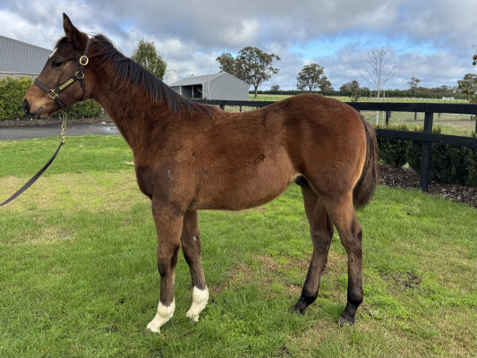 Lot 9: Ghaiyyath (IRE) / Holy Spirit