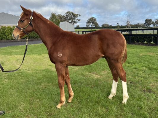 Lot 249: Lofty Strike / Trusteed (NZ)