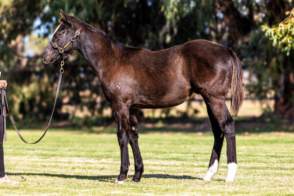 Lot 169: Gold Trip (FR) / Saving Grace