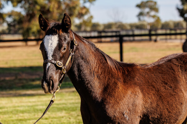 Lot 169: Gold Trip (FR) / Saving Grace