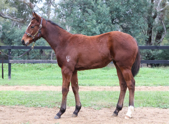 Lot 150: I Am Immortal / Raspberry Cuddles