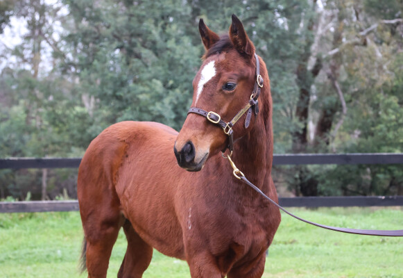 Lot 150: I Am Immortal / Raspberry Cuddles
