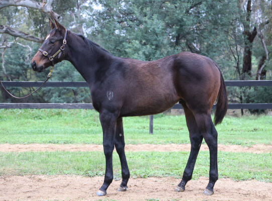 Lot 215: Exceedance / Striking Meteor