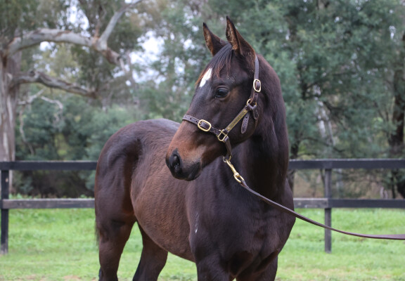 Lot 215: Exceedance / Striking Meteor