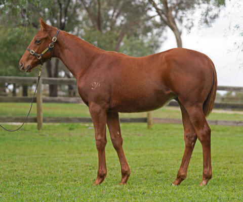 Lot 227: Nicconi / Syzygy Blossom