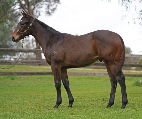 Lot 190: Brazen Beau / Snip Missile
