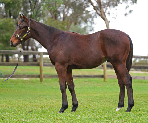 Lot 13: Native Trail (GB) / Huzzah
