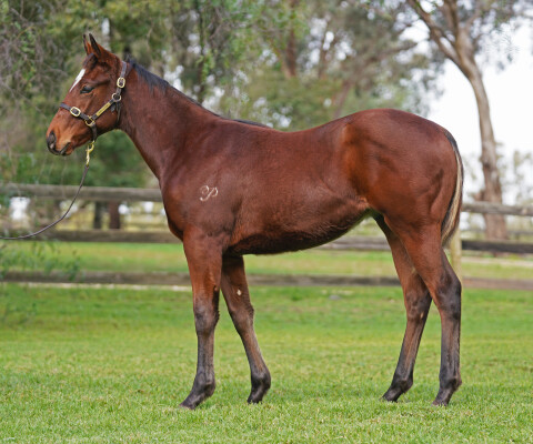 Lot 102: Super Seth / Moonset (NZ)