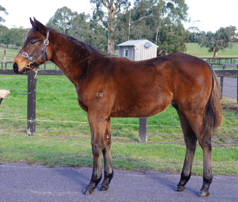 Lot 210: Native Trail (GB) / Star Waltz