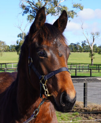 Lot 210: Native Trail (GB) / Star Waltz
