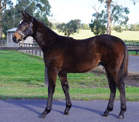 Lot 275: Native Trail (GB) / Winter's Promise