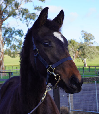 Lot 275: Native Trail (GB) / Winter's Promise