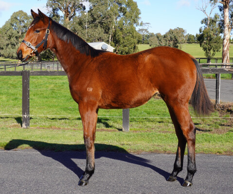 Lot 372: Bivouac / Crystal Star