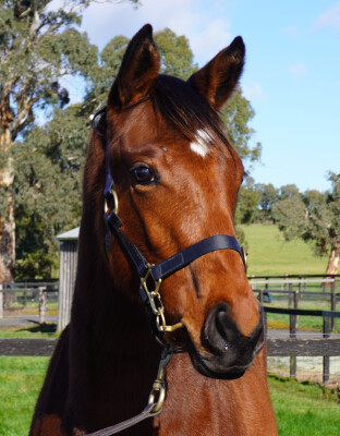 Lot 372: Bivouac / Crystal Star