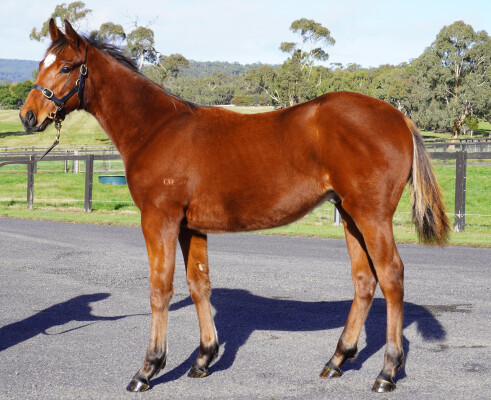 Lot 429: Shamus Award / Good and Proper