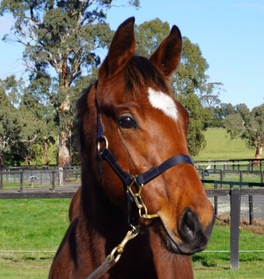 Lot 429: Shamus Award / Good and Proper