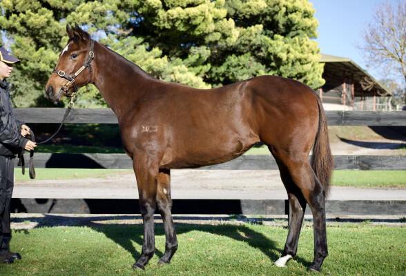 Lot 23: Acrobat / Invite
