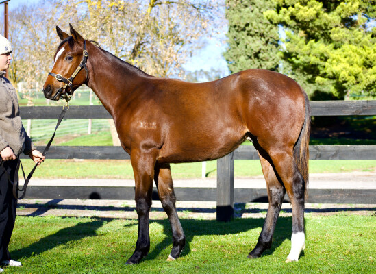 Lot 59: Toronado (IRE) / Le Societe