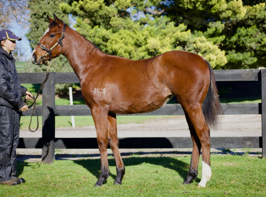 Lot 82: King Colorado / Martha Heights