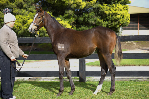 Lot 119: Tagaloa / Northern Melody