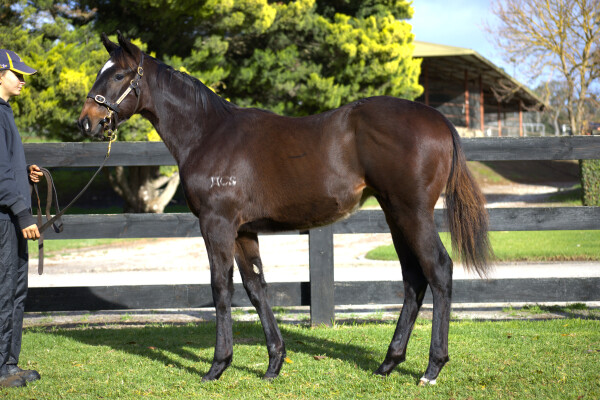 Lot 71: In the Congo / Love to Dream