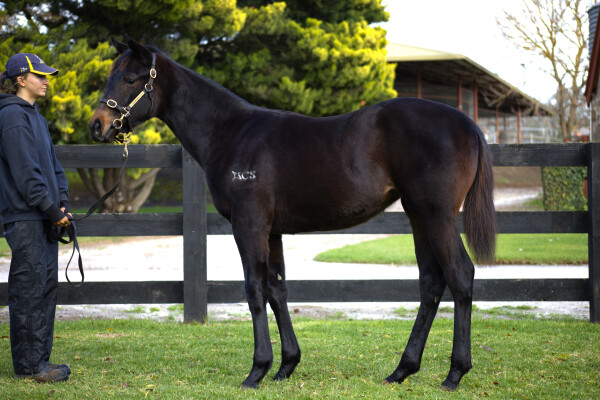 Lot 161: Russian Camelot (IRE) / Room Number (NZ)