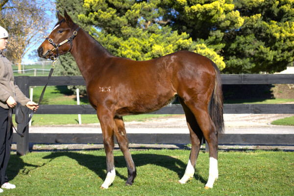 Lot 220: Lofty Strike / Super Intelligent