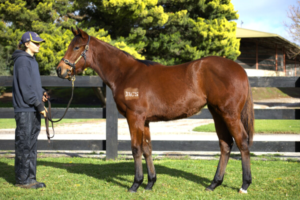 Lot 233: Profiteer / The Mobot
